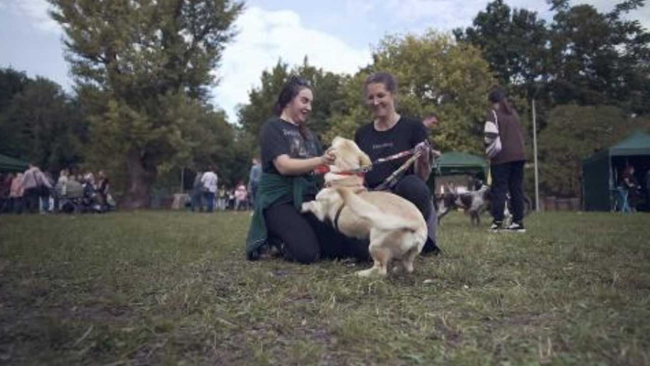 video 19